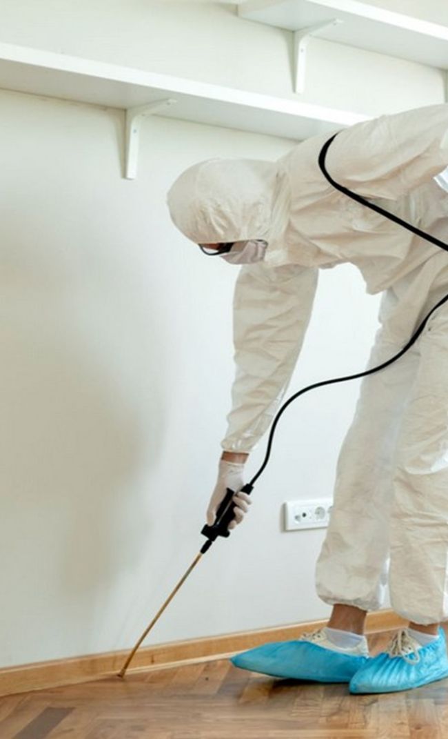 dedetizadora em Vila Velha