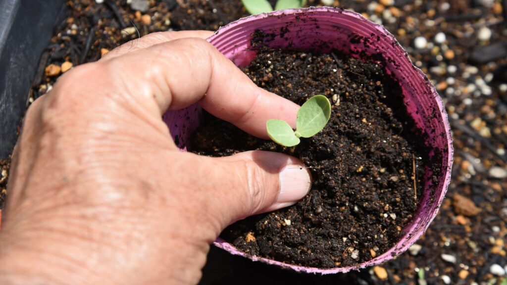 Como montar um jardim em casa em Fortaleza