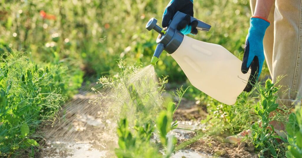controle de pragas em Vila Velha