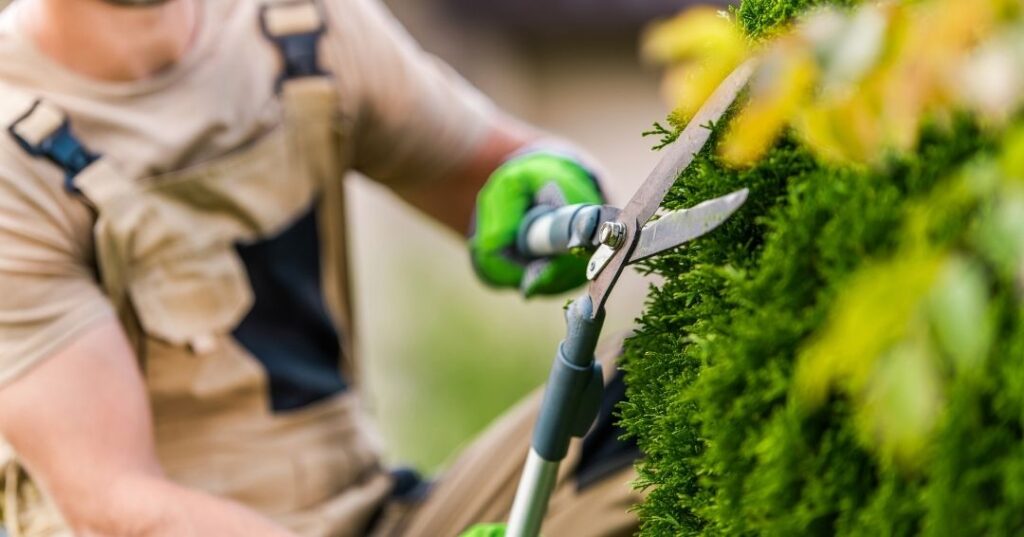 manutenção de áreas verdes em Vila Velha